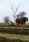 Picture of suffolk punch horses ploughing in competition at paul heiney's farm 