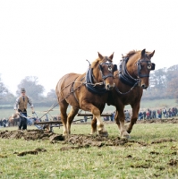 Picture of suffolk punch horses ploughing in competition at paul heiney's farm 