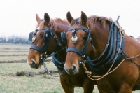 Picture of suffolk punch horses ploughing  in competition at paul heiney's farm 