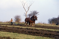 Picture of suffolk punch horses ploughing  in competition at paul heiney's farm 