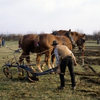 Picture of suffolk punch horses turning in ploughing competition at paul heiney's farm  