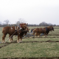 Picture of suffolk punch horses, well decorated at ploughing competition at paul heiney's farm 