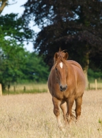 Picture of Suffolk Punch in field