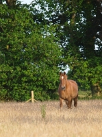 Picture of Suffolk Punch in field