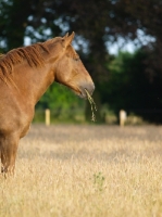 Picture of Suffolk Punch in grassy field