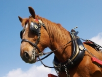 Picture of Suffolk Punch in ploughing gear