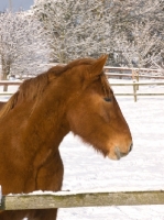 Picture of Suffolk Punch in snowy field