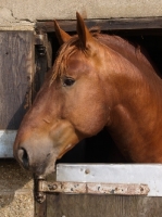 Picture of Suffolk Punch in stable