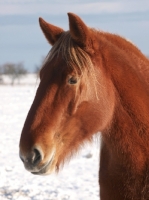Picture of Suffolk Punch in winter, portrait