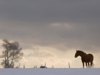 Picture of Suffolk Punch in wintery field
