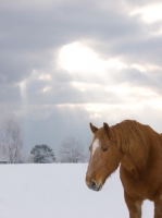 Picture of Suffolk Punch in winter
