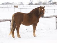 Picture of Suffolk Punch in winter