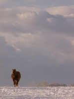 Picture of Suffolk Punch in winter