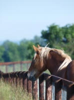 Picture of Suffolk Punch looking over fence
