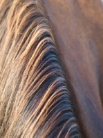Picture of Suffolk Punch, mane close up