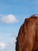 Picture of Suffolk punch, mane