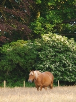 Picture of Suffolk Punch near greenery