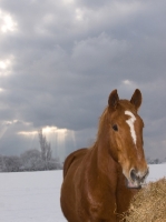 Picture of Suffolk Punch near hay in winter