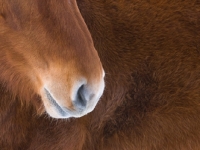 Picture of Suffolk Punch nose close up