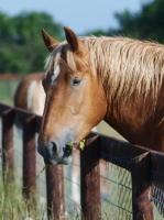 Picture of Suffolk Punch portrait, eating flower