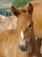Picture of Suffolk Punch portrait, foal