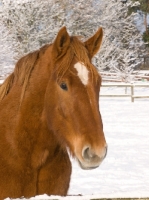 Picture of Suffolk Punch portrait in winter