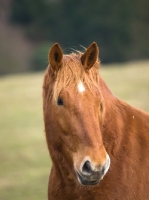 Picture of Suffolk Punch portrait, looking away
