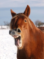 Picture of Suffolk Punch portrait, neighing