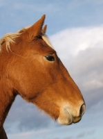 Picture of Suffolk Punch portrait, profile