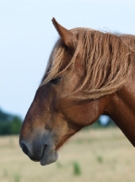 Picture of Suffolk Punch portrait, profile