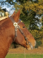 Picture of Suffolk Punch portrait, profile