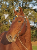 Picture of Suffolk Punch portrait, wearing bridle