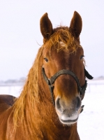 Picture of Suffolk Punch portrait, wearing bridle