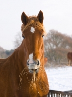 Picture of Suffolk Punch portrait, with hay on mouth