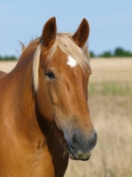 Picture of Suffolk Punch portrait