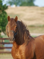 Picture of Suffolk Punch portrait