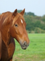 Picture of Suffolk Punch portrait