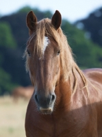 Picture of Suffolk Punch portrait