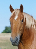 Picture of Suffolk Punch portrait