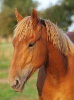 Picture of Suffolk Punch portrait