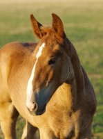 Picture of Suffolk Punch portrait