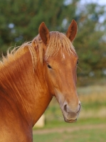 Picture of Suffolk Punch portrait