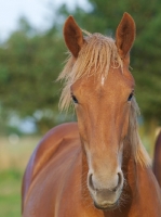 Picture of Suffolk Punch portrait