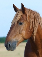 Picture of Suffolk Punch portrait