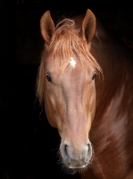 Picture of Suffolk Punch portrait