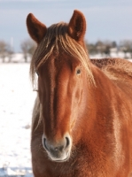 Picture of Suffolk Punch portrait