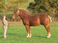 Picture of Suffolk Punch posed