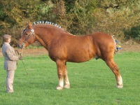 Picture of Suffolk Punch, posed
