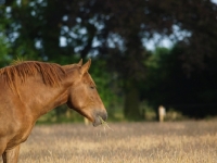 Picture of Suffolk Punch profile