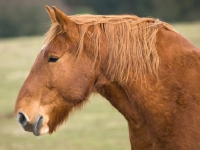 Picture of Suffolk Punch profile